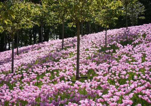 AS_252896484(Alnwick gardens)