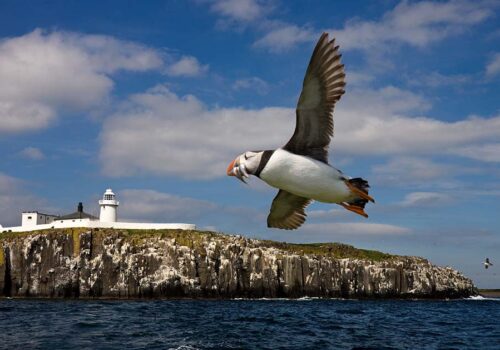 Puffin Sea birds Farne Islands