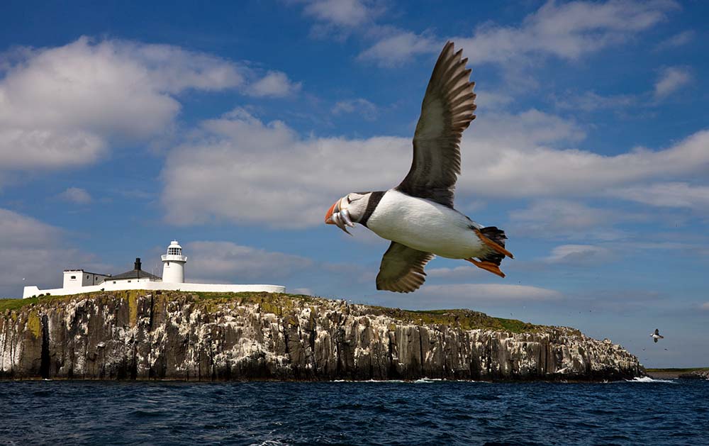 Puffin Sea birds Farne Islands